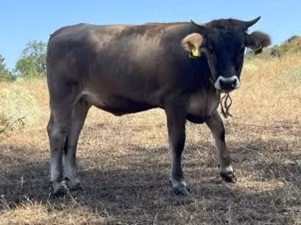 母牛, Brown Carpathian breed