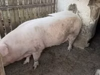 Babi betina — foto 2