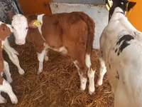 Sapi (batch, jenis kelamin tidak disebutkan), Cattle — foto 5