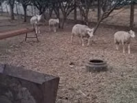 Widder, Cerry Hill sheep — Foto 5
