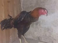 Chickens — फ़ोटो 1
