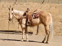 فرس, Quarter Horse — الصورة 5
