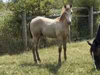 Caballo, Kentucky mountain daddle horse — foto 6
