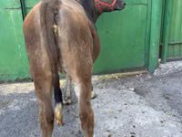 母牛, Swiss cattle — 照片 2