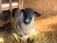 Widder, White Suffolk sheep — Foto 2