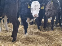 Sapi (batch, jenis kelamin tidak disebutkan), Hereford — foto 2