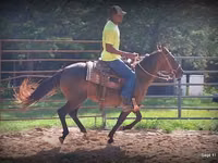 Yegua, Standardbred — foto 8