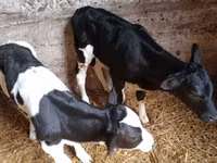 Bulle, Russian Black pied cattle — Foto 3