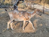 雌ヤギ, Nubian Goat — 写真 4