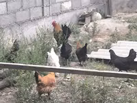 Chickens — 写真 8