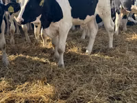 雄牛, Russian Black pied cattle — 写真 5