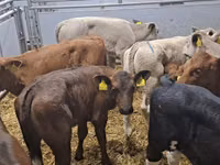 मवेशी (लॉट, लिंग निर्दिष्ट नहीं), Simmental cattle — फ़ोटो 3