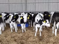 Kuh, Holstein-Rasse — Foto 6