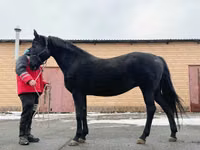 Kuda betina, Akhal-Teke — foto 6