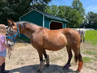 Kuda betina, Appaloosa — foto 4