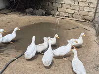 إيست إندي — الصورة 8