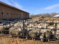 Ram, Kuibyshev sheep — photo 3