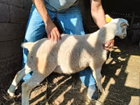 Widder, Dorper sheep — Foto 4