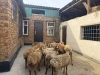 मेढ़ा, Rhon sheep — फ़ोटो 5