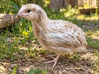 Quails — photo 1