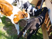 Rinder (Partie, Geschlecht nicht angegeben), Russian Black pied cattle — Foto 3