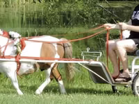 حصان, Miniature horse — الصورة 4
