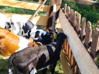 मवेशी (लॉट, लिंग निर्दिष्ट नहीं), Russian Black pied cattle — फ़ोटो 2