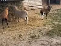 Domba betina, Cameroon sheep — foto 3
