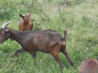 عنزة, Murcia-Granada goats — الصورة 2