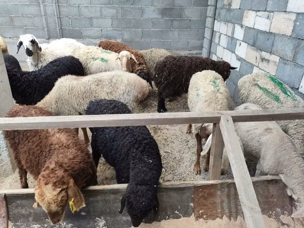 Sheep, Sheep