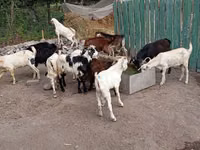 Ziegenbock, Pomellata goat — Foto 4