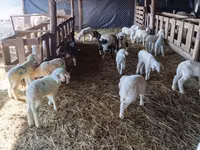 雌羊, Awassi sheep — 写真 2
