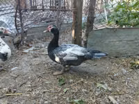 pato criollo doméstico — foto 3