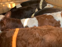 Cattle (batch, sex not specified), Simmental cattle — photo 1