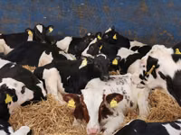 牛（ロット、性別未指定）, Simmental cattle — 写真 3