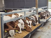 雄牛, Simmental cattle — 写真 1