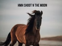Caballo, Rocky Mountain Horse — foto 7