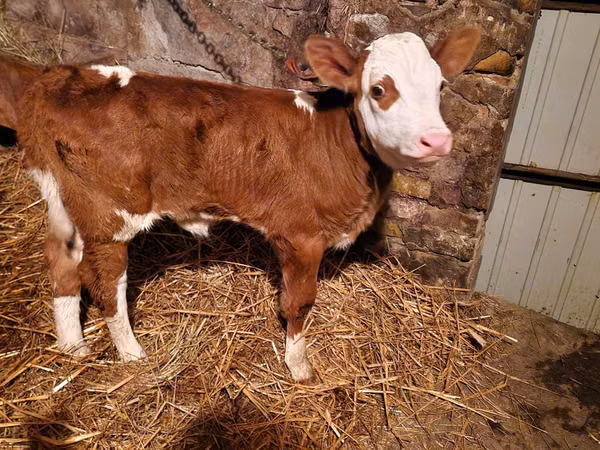 أبقار (دفعة، الجنس غير محدد), Simmental cattle
