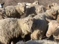 Widder, Merino sheep — Foto 5