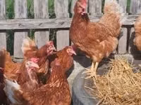 Chickens — 写真 4