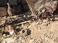 स्लोवेनियन सिल्वर हेन — फ़ोटो 6