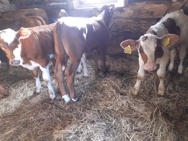 Banteng, Simmental cattle