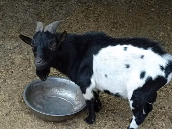 Ziegenbock, Nigerian dwarf goats