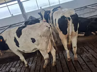 Vaca, Raza Holstein — foto 2