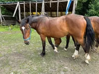 Jument, Međimurje horse — photo 3