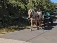 Jument, Chevaux — photo 1