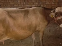 بقرة, Ukrainian Brown Dairy Cattle — الصورة 1