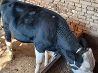 Toro, Russian Black pied cattle — foto 2