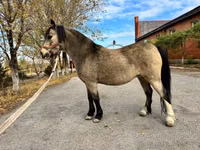 Jument, Welsh Mountain Pony — photo 6
