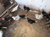 Chickens — Foto 6